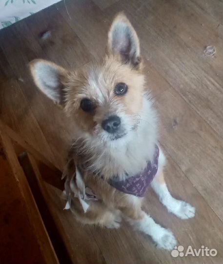 Маленькая собака в добрые руки