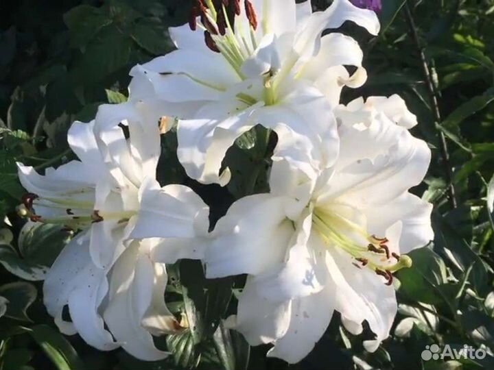 Лилии шаровидные