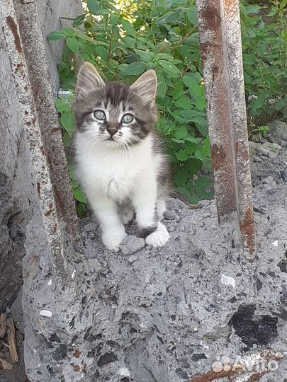 Кошка в дар бесплатно