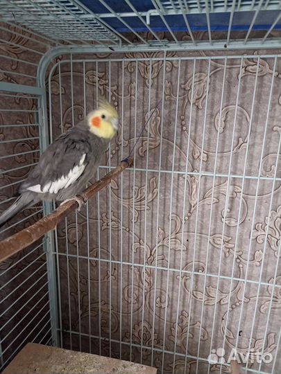 Попугай корелла