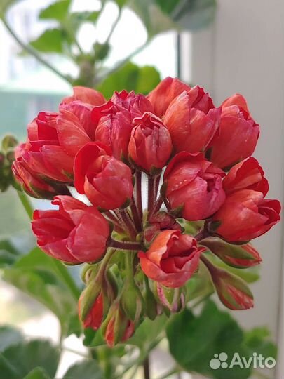 Пеларгония герань тюльпановидная Victoria Andrea