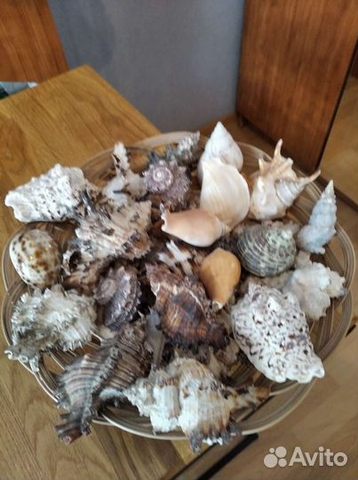 Морские ракушки раковины