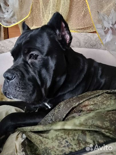 Вязка кане корсо