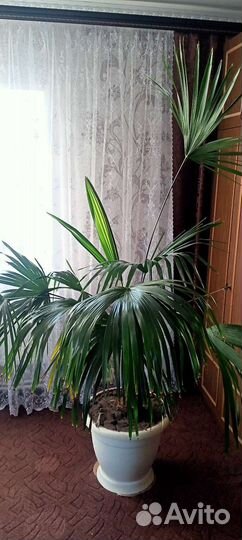 Пальма веерная