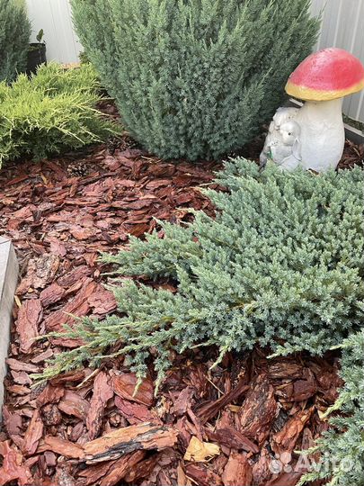 Кора лиственницы,Мульча