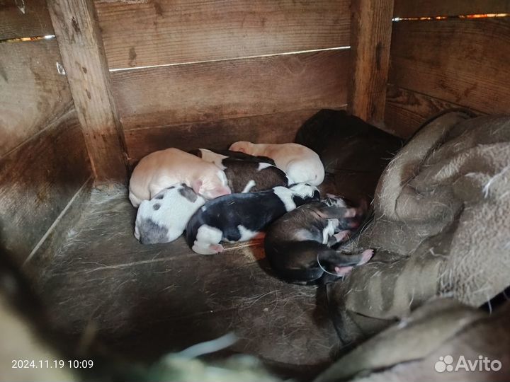 Щенята на усыпление