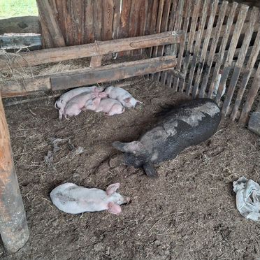 Продам маленьких поросят,поросята,свиньи