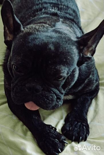 Французский бульдог кобель вязка