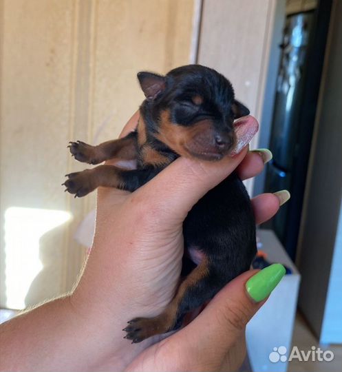 Щенки цвергпинчера (минидоберман)