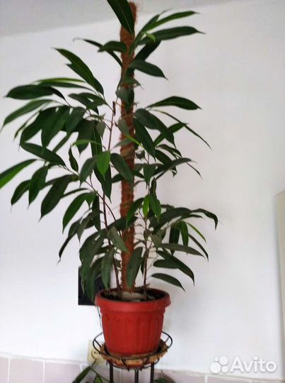 Фикус Биннедика Али