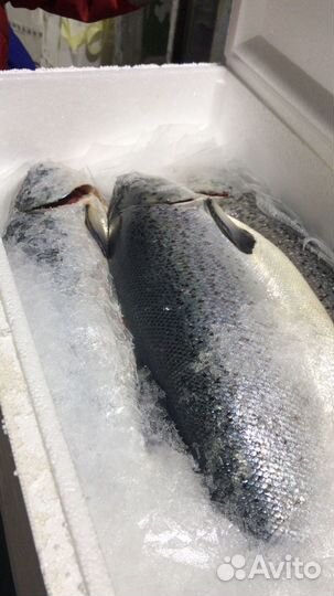 Рыба форель 2-3 Свежая поставка