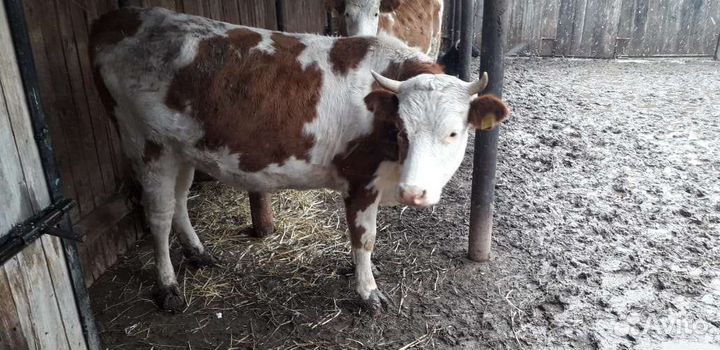 Корова стельная дойная