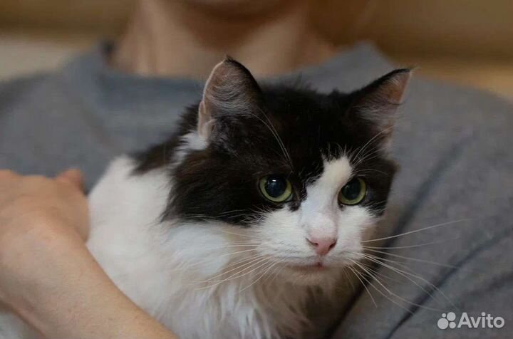 Пушистое облачко Шарлиз в добрые руки