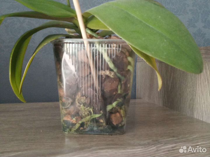 Орхидея Phalaenopsis Golden Staff, multiflora
