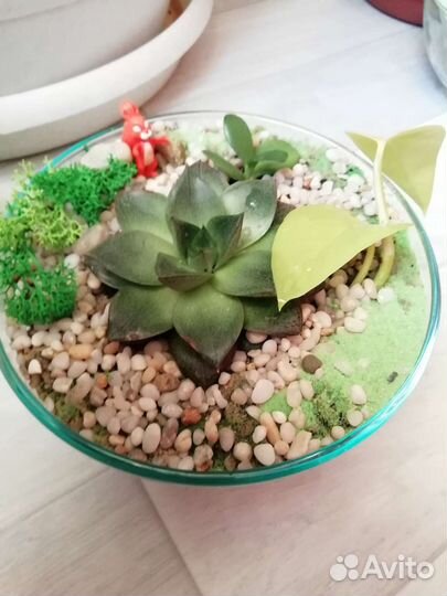 Мини садики, композиции