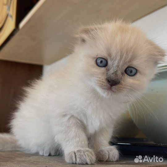 Британские котята