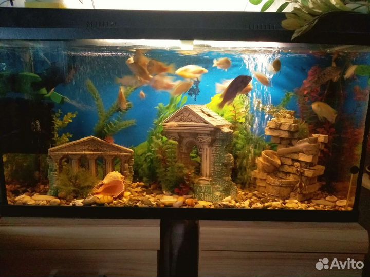 Два аквариума