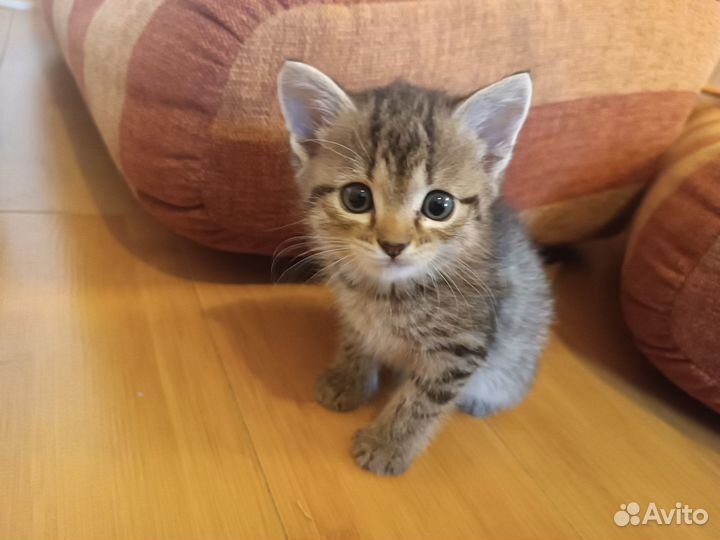 Отдадим котят