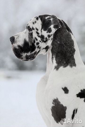 Профессиональная фотосъемка животных