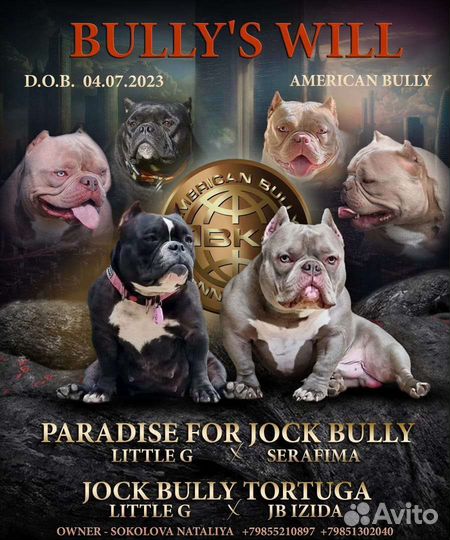 Американский булли микро/покет