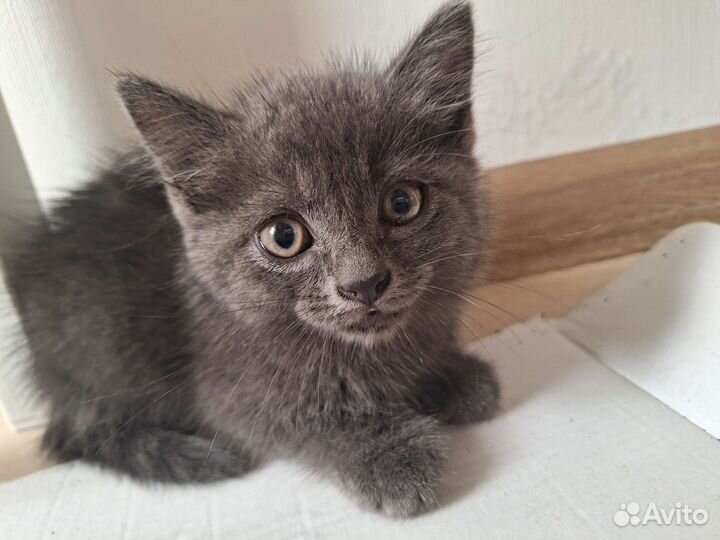 Отдам бесплатно