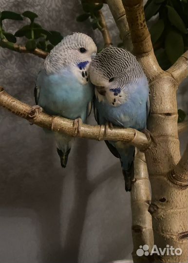 Волнистые попугаи птенцы получехи