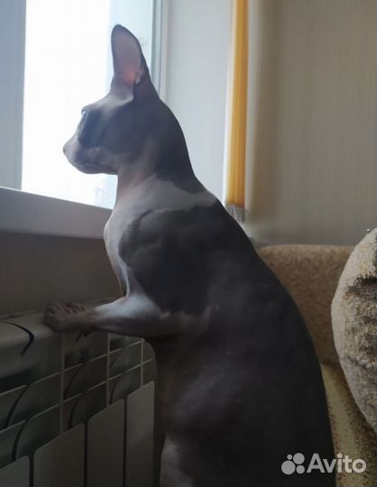 Канадский сфинкс (вязка, кот)