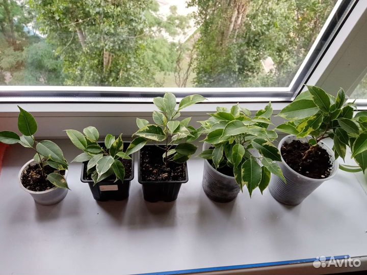 Фикус,гипоэстес,эписции,эониум,юкка, аихризор