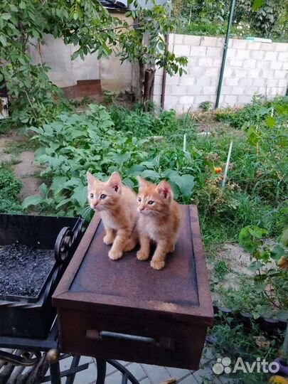 Котята
