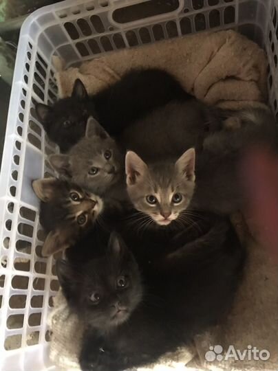 Котят отдам в добрые руки бесплатно