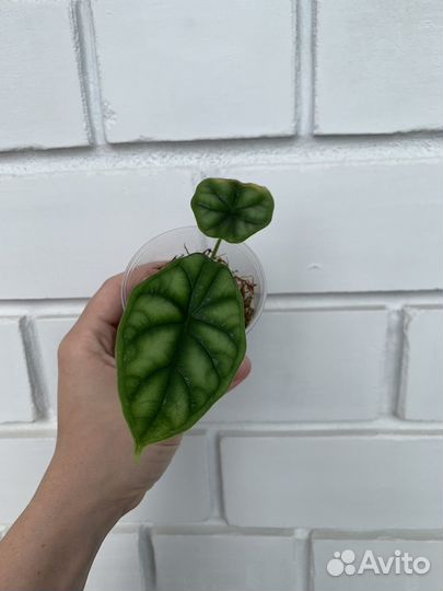 Алоказия шкура дракона