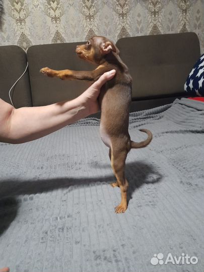 Той-терьер щенки