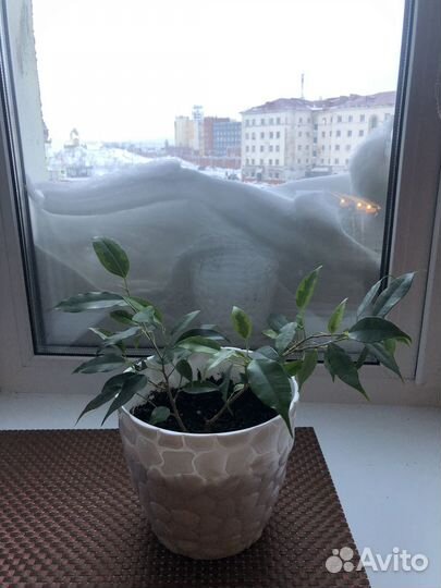 Фикус бенджамина