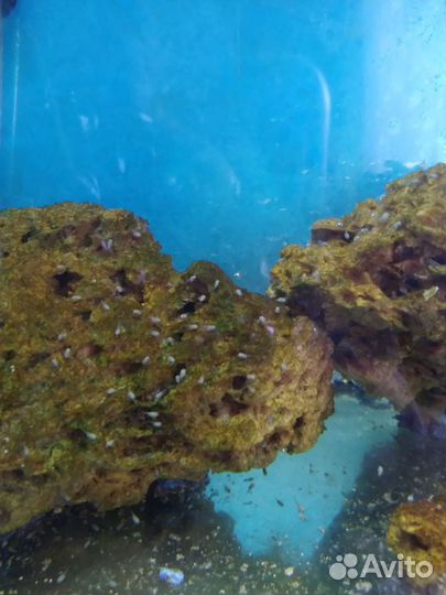 Малёк сапфирового попугайчика обмен,продажа