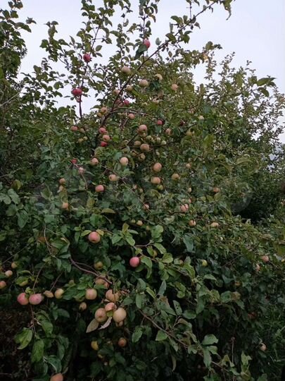 Участок 55 сот. (ИЖС)