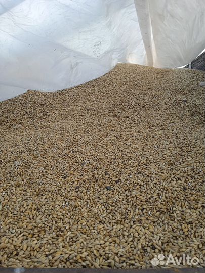 Продам ячмень, пшеницу