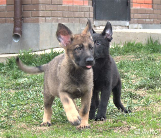 Щенки немецкой овчарки редкого окраса