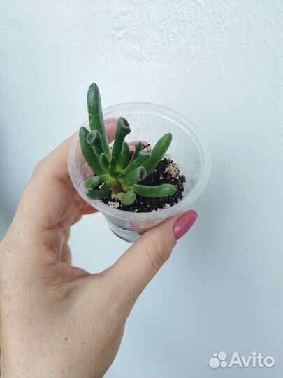 Суккуленты