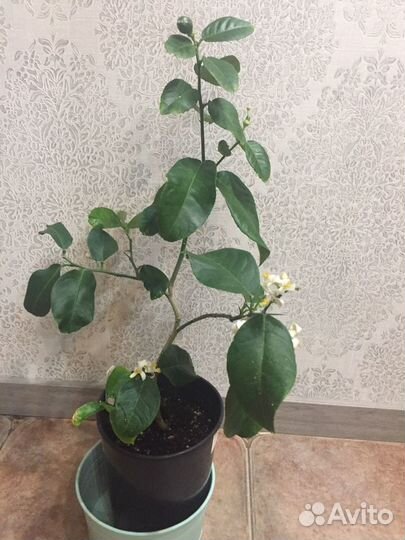 Лимоны, Инжир,Гранат,Трифолиат