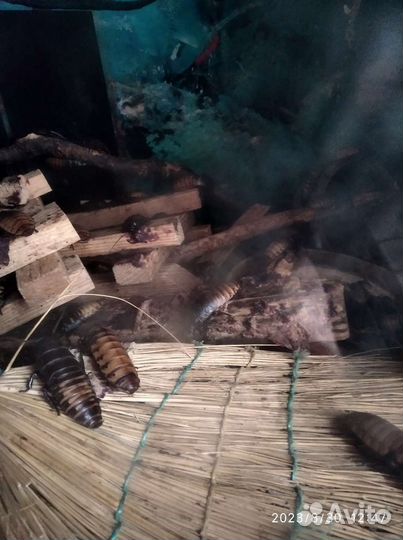 Огромные тараканы. Мадагаскар