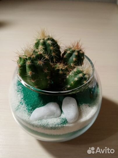 Флорариум с кактусами подарок учителю, воспитателю