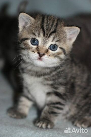 Шотландские котята