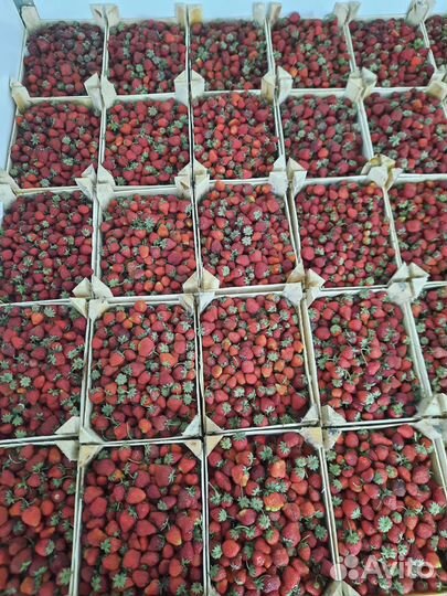 Клубника свежая