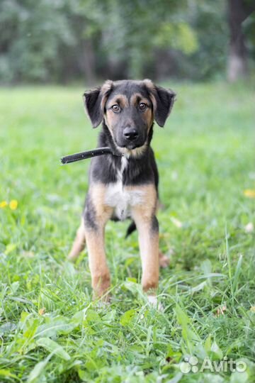 Красотка Вилли в добры руки