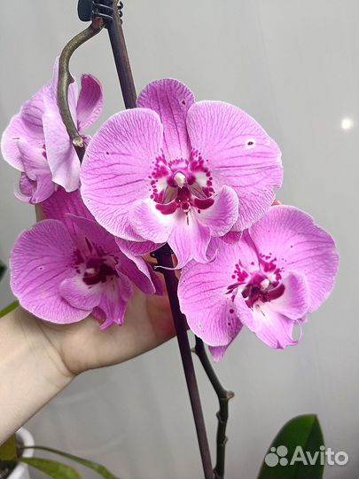 Орхидея фаленопсис биг лип. Отцвёл