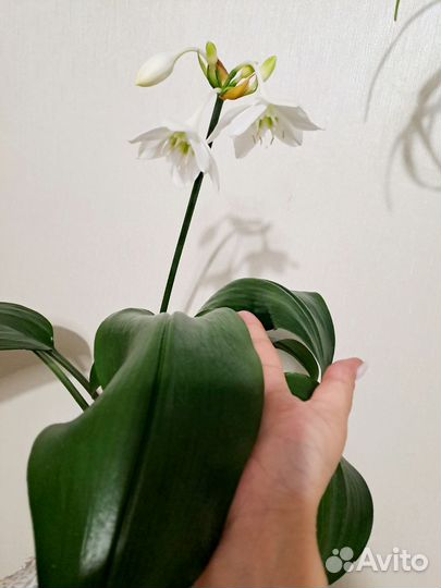 Эухарис амазонская лилия луковицы