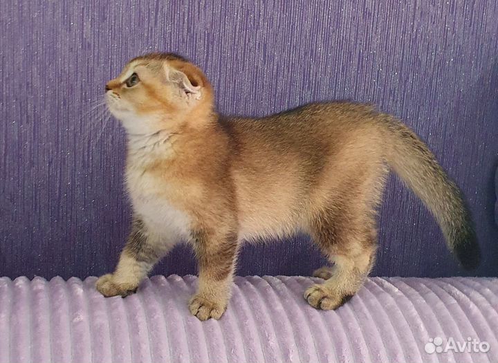 Шотландские вислоухие котята
