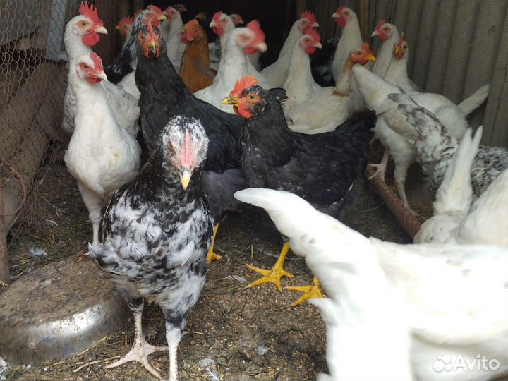 Петушки породы Пушкинская,Остролоп и др породы