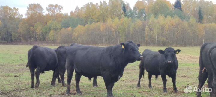 Быки на племя