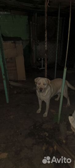 Случка собак